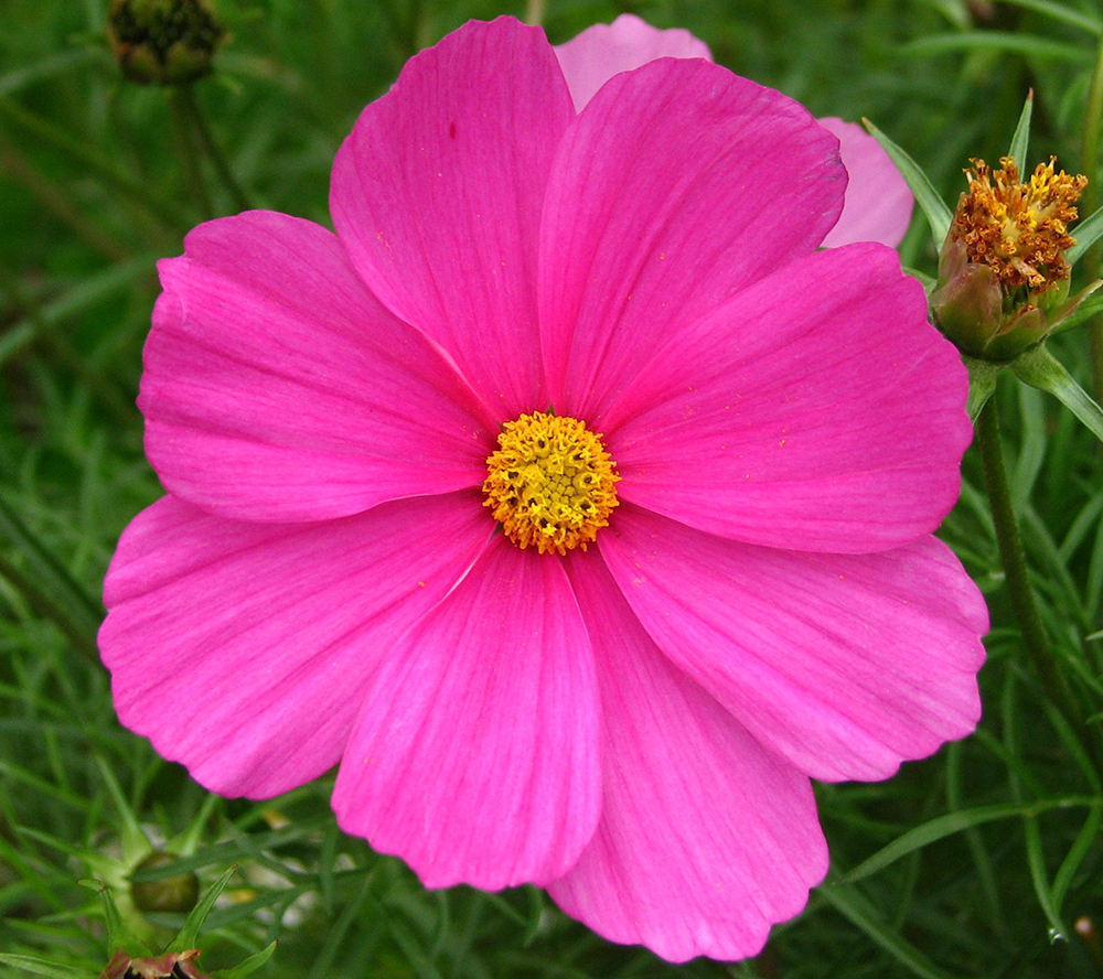 Cosmos & Pink Yarrow Flower Essence Combination: Cosmos – HSP Health