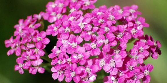 Pink Yarrow Flower Essence Hsp Health